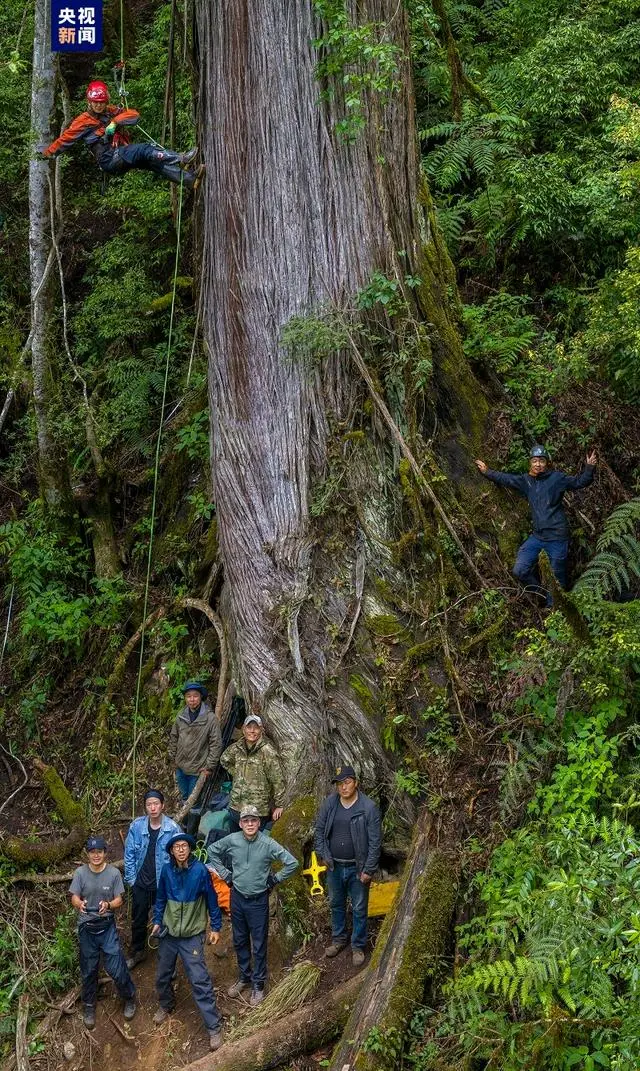 藏南2棵柏木巨树等身照发布