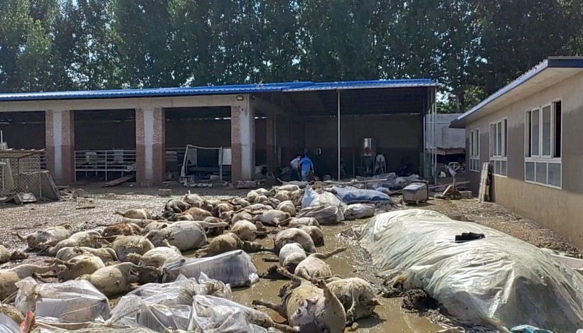 被洪水淹死的几百只羊有了归宿