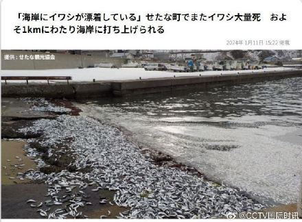 日本北海道海岸再现大量死鱼