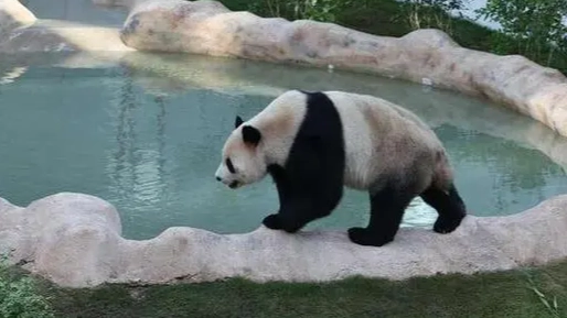 卡塔尔旅游局邀请中国游客去看熊猫