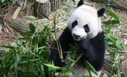 大熊猫叻叻将启程返回中国