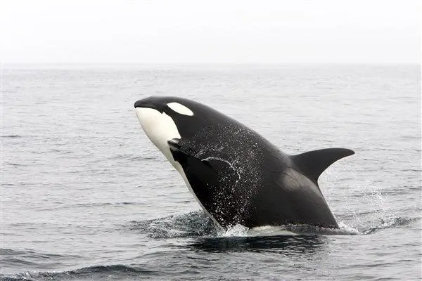 虎鲸宝宝出生即200公斤