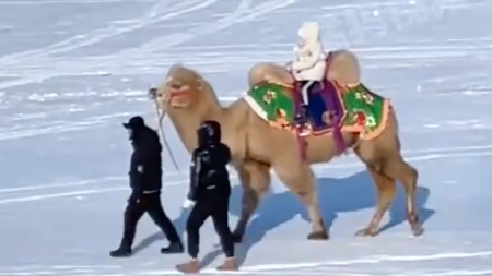 哈尔滨雪地里有骆驼了
