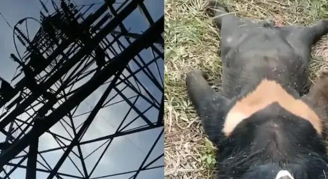 黑熊爬上高压电塔触电死亡