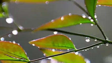 寒露 24节气中首个带“寒”的节气