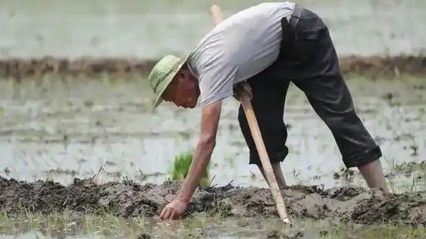 农村啃老现象抬头