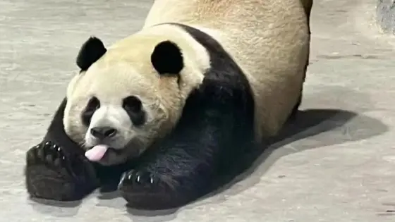 大熊猫性感抖臀致直播间被封十分钟