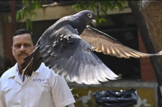 一只鸽子在印度被当成中国间谍