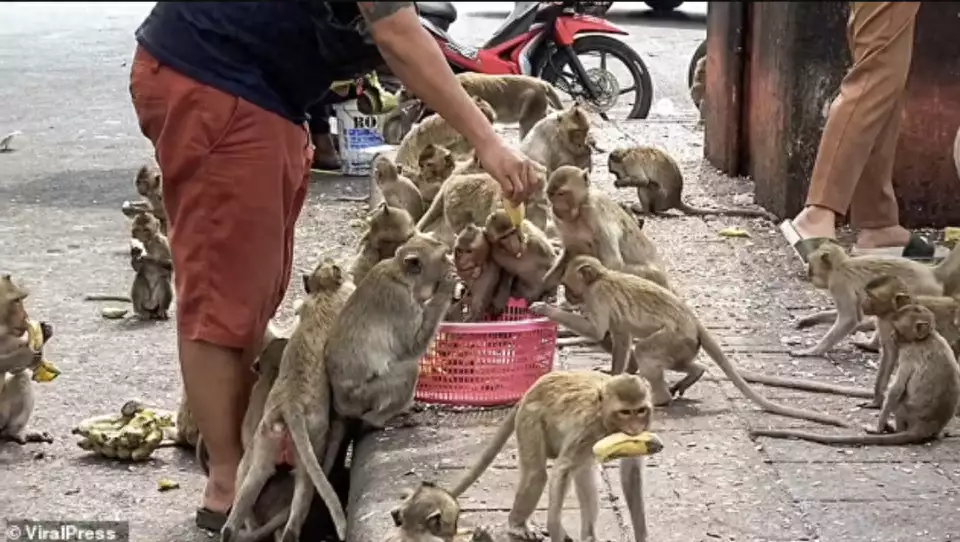 泰国小镇被3500只猴子占据