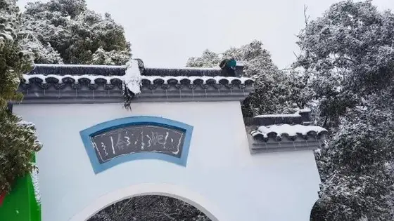 武汉暴雪两只孔雀被冻在墙顶