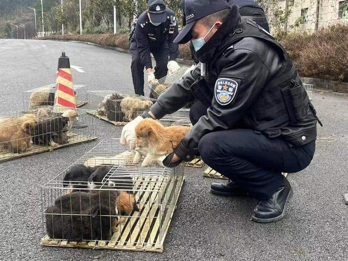 警民接力救助70余只被遗弃小狗