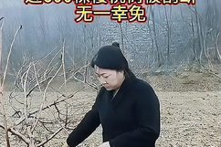 女子称自家十多亩樱桃树被人锯断