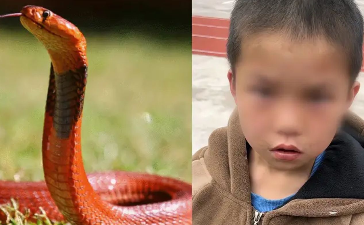 小孩哥抓蛇带到学校当宠物