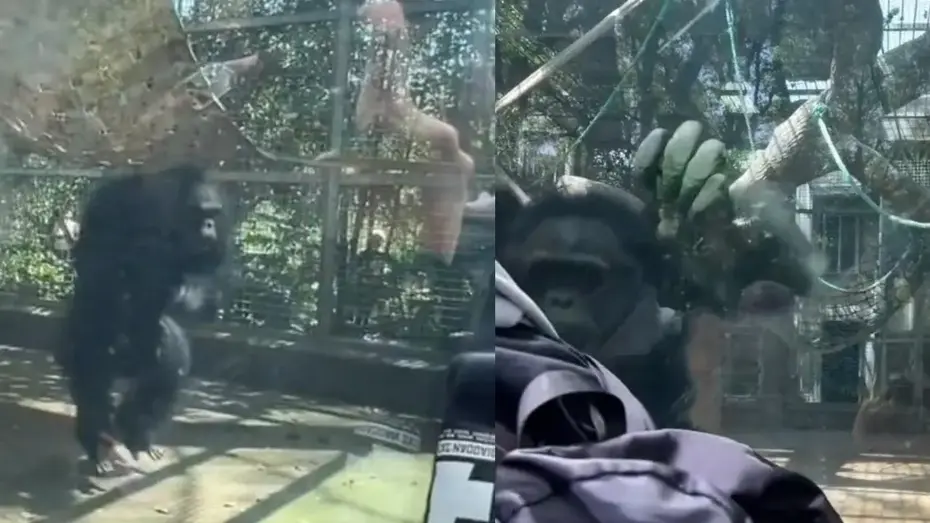 大猩猩疑被游客挑衅怒撞玻璃