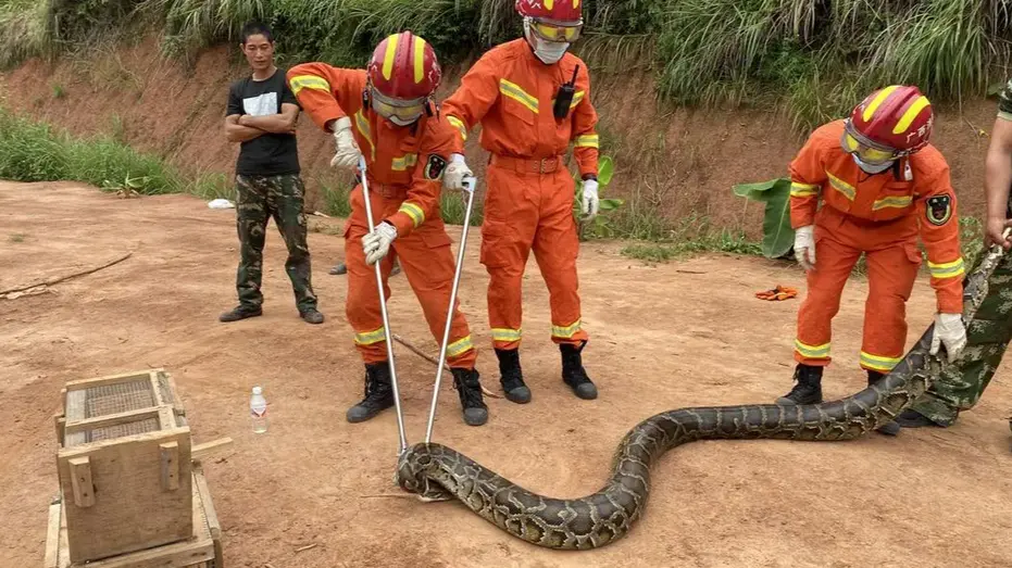 工地惊现2米长蛇 消防化身捕蛇达人