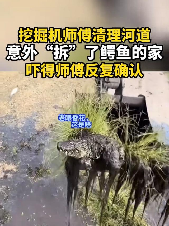 挖机师傅清理河道挖到扬子鳄