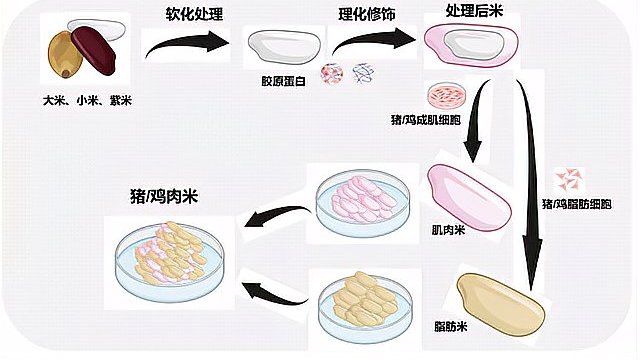 米里含肉!我国成功研发出猪肉米