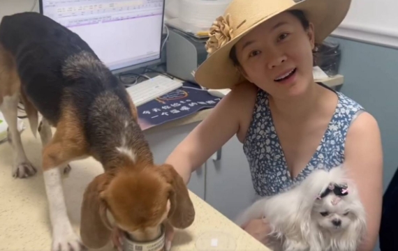 杜江霍思燕收养实验犬