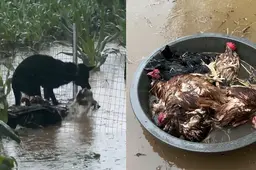 暴雨天养殖场小狗多次下水救鸡