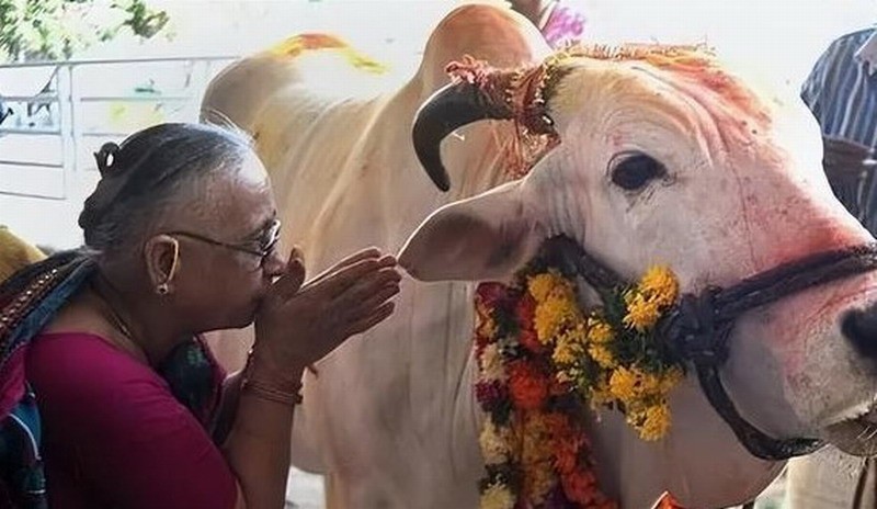 印度男子抛妻弃子与母牛结婚 称与牛是灵魂伴侣