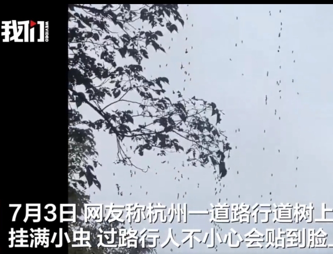 杭州梅雨过后街头树上挂满虫子