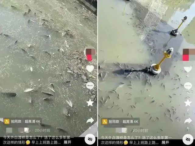 上海现无序放生 最多1天捞1吨死鱼