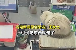 流浪猫生产后把小猫崽叼给店主