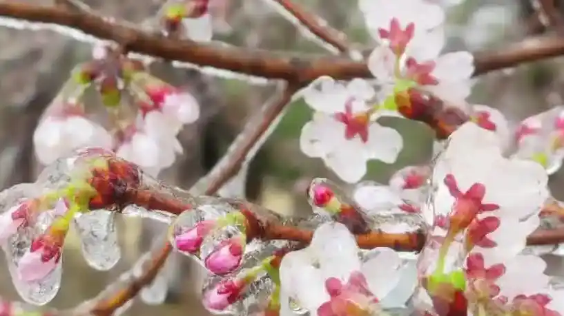 武汉樱花变“冰糖葫芦”