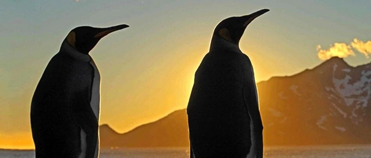 南极20℃高温创纪录，企鹅快顶不住了！