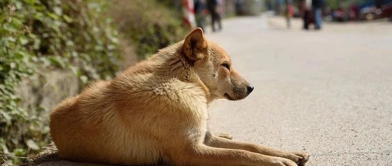 又有一地公布“禁养犬名录”，中华田园犬让网友炸锅了