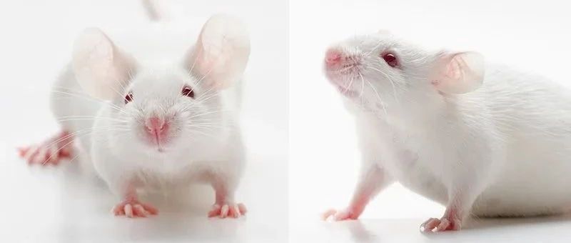 “精灵鼠小弟”成真！AI破解小鼠表情密码，证明150年前达尔文之问