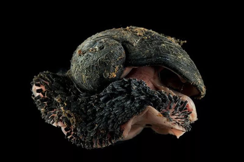 这种会“举铁”的蜗牛，正受到深海采矿的威胁