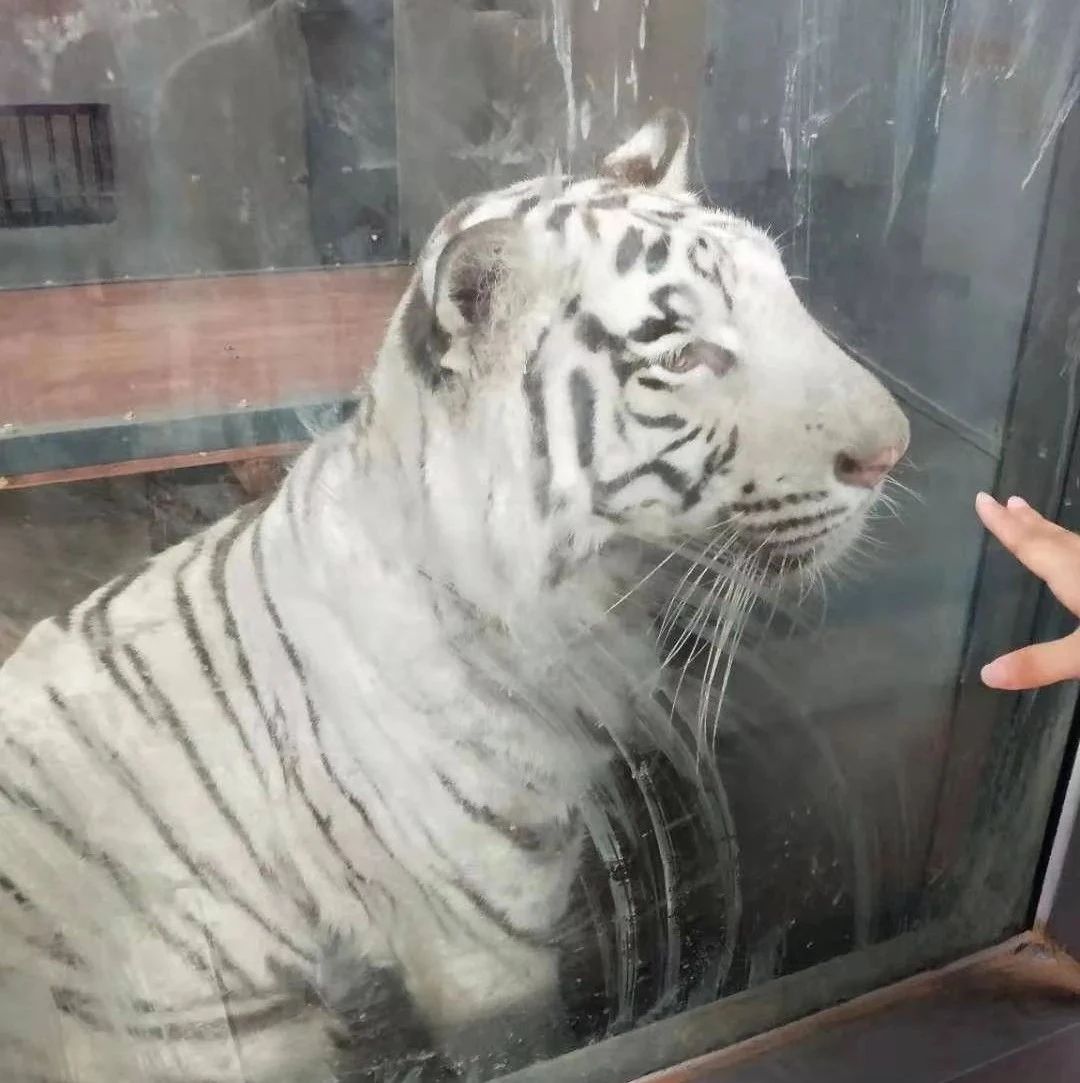 北京动物园一老虎不停绕圈，网友：熊猫和狼也是……