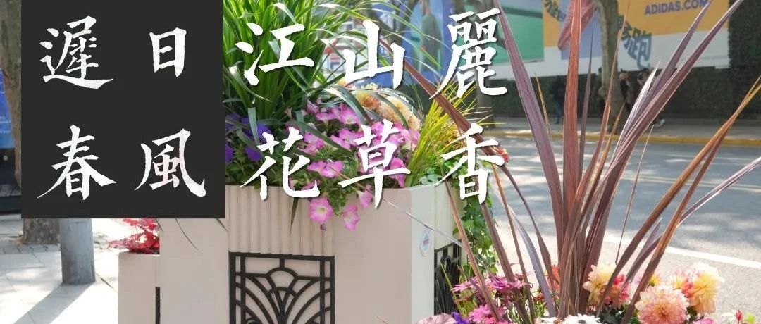 【提示】黄浦全新“迟日春风”系列花箱，你最喜欢哪一种？