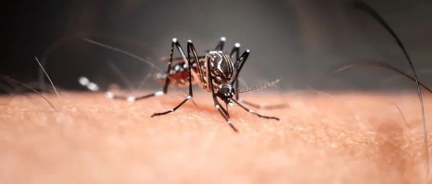 秋天的最后一口血，蚊子爱喝的是什么味儿？科学家找到了答案