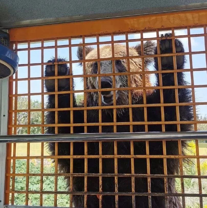 上海动物园熊群将人活活咬死，现场视频曝光：我不敢看