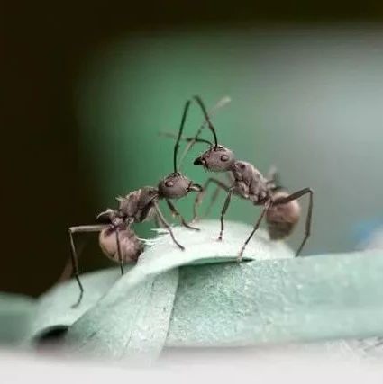 两只蚂蚁（故事很短很深）