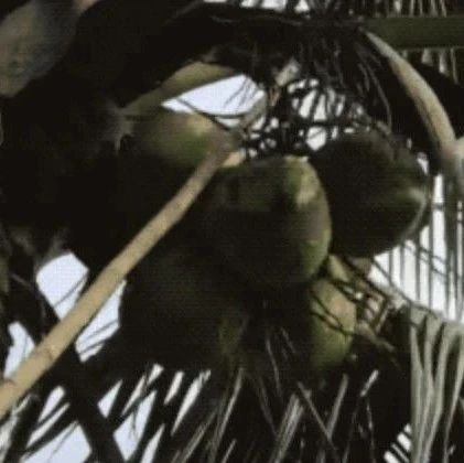 摘椰子的方法有几种？长柄镰刀、工人爬树、训练猴子……