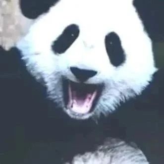 奇怪的知识增加了：中国竟有两种大熊猫！