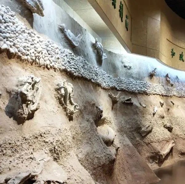 坐拥世界顶级化石资源，但这些博物馆为何门可罗雀？