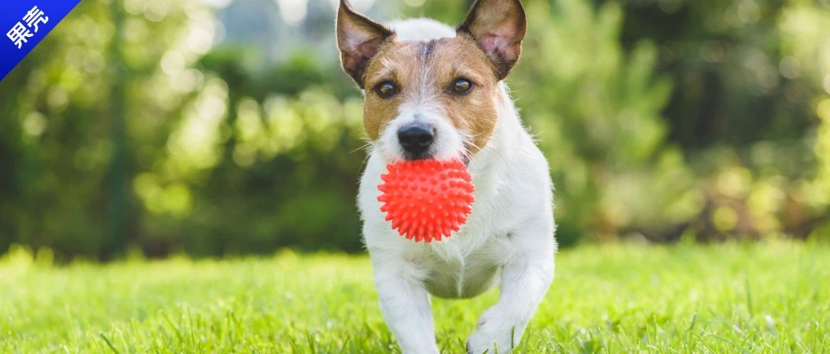 “为啥我家狗这么笨，扔球都不捡？”狗：呵呵，你行你上！