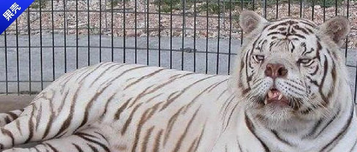“罕见”白虎背负了人类的偏爱、贪婪，和近亲繁殖的痛苦