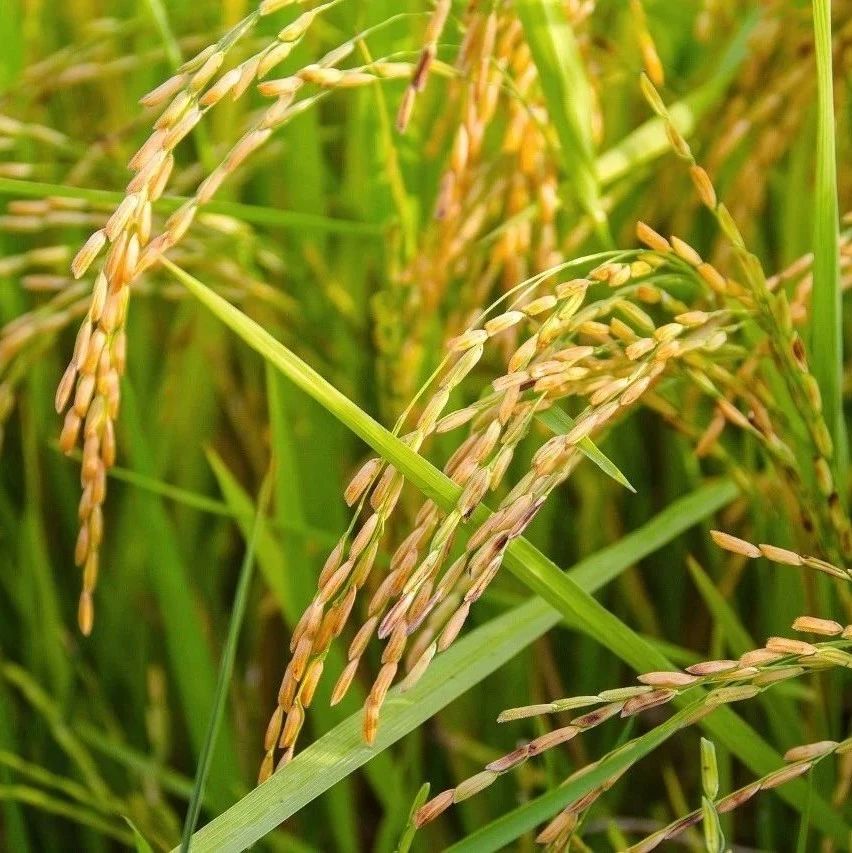 “水稻虽然种在水田，但其实不喜欢水”？这误会可太大了