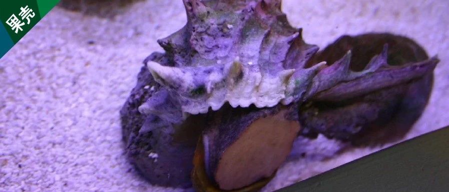 上万只海螺才提取出1克，这种染料，是权贵的颜色