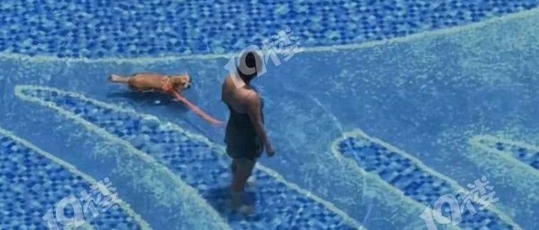 杭州一小区女租客带狗进景观游泳池，保安劝阻反被骂耍流氓…
