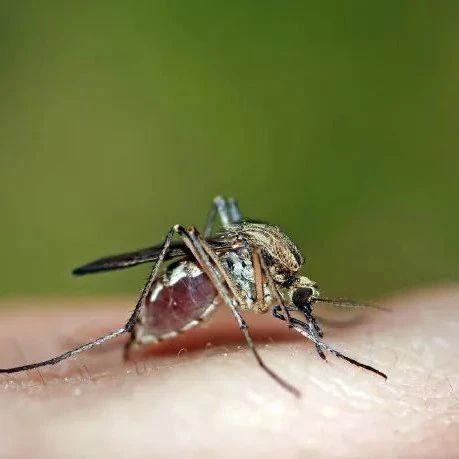 蚊子能够传播新冠病毒吗？首个研究证实并不会！