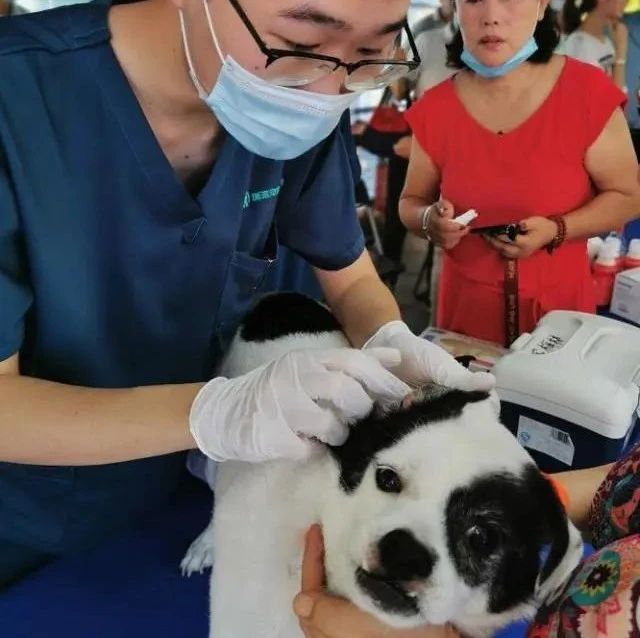 深圳：10月起犬只未植入芯片，视为无证养犬