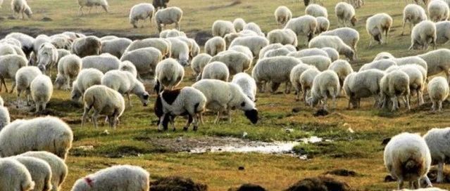 蒙古国30000只羊要来了！