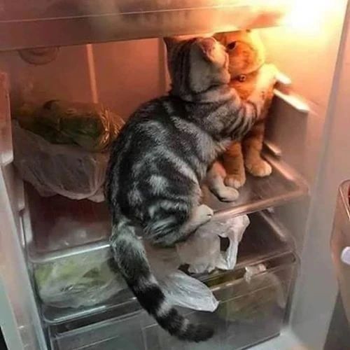 夏天的冰箱，真不是食物的保险柜