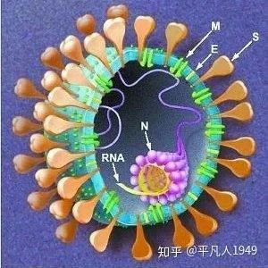 可怕的变异！这个国家发现传播速度快10倍变异毒株